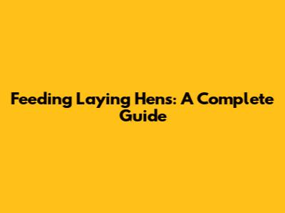 Feeding Laying Hens: A Complete Guide