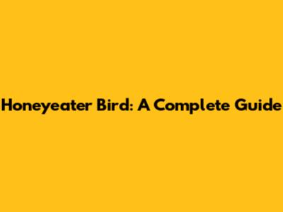 Honeyeater Bird: A Complete Guide
