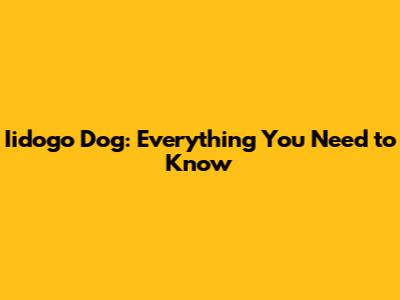 Iidogo Dog: Everything You Need to Know