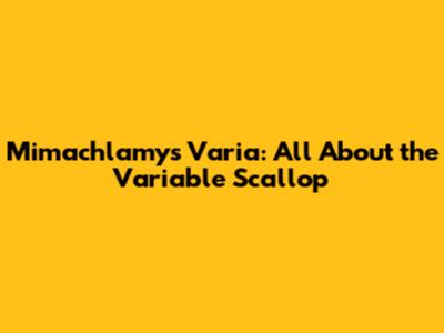 Mimachlamys Varia: All About the Variable Scallop