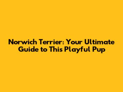 Norwich Terrier: Your Ultimate Guide to This Playful Pup