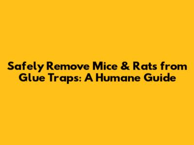 Safely Remove Mice & Rats from Glue Traps: A Humane Guide